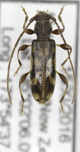 Réf. 202 329 : Bethelium diversicorne